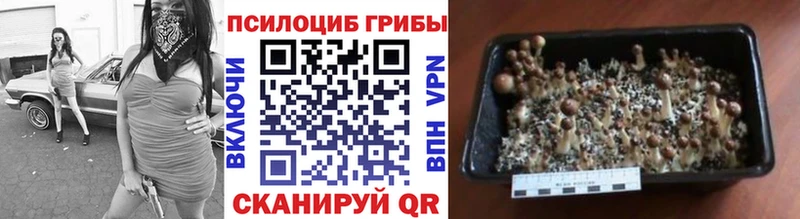 Псилоцибиновые грибы Magic Shrooms  ОМГ ОМГ зеркало  Кувшиново 